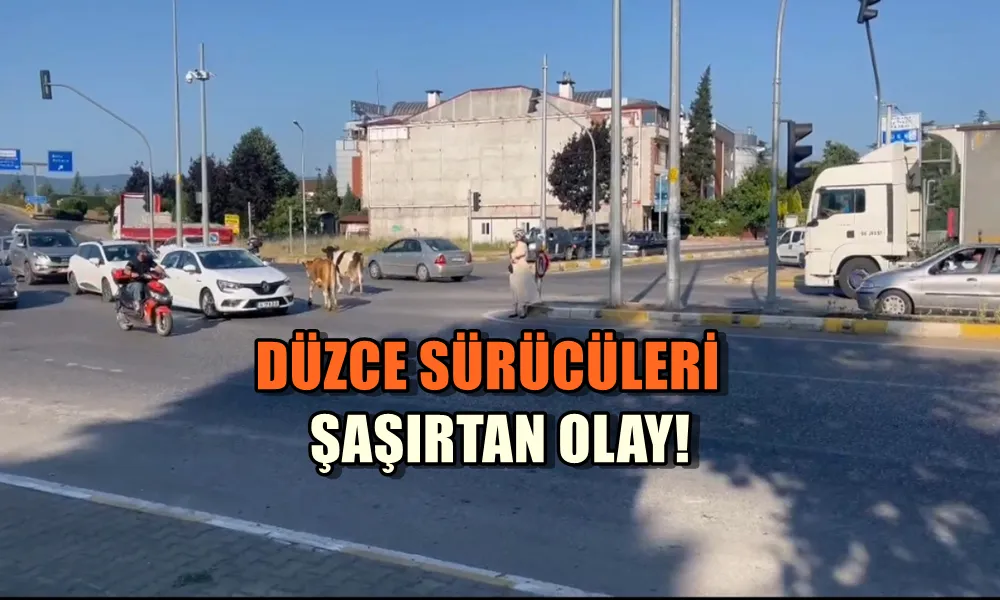 DÜZCE SÜRÜCÜLERİ ŞAŞIRTAN OLAY 