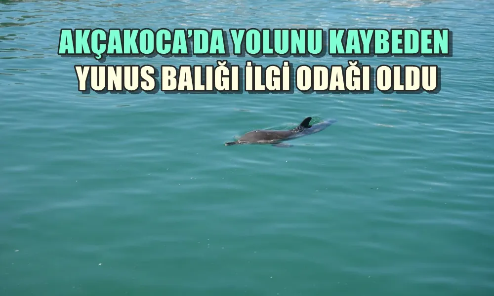 AKÇAKOCA’DA YOLUNU KAYBEDEN YUNUS BALIĞI İLGİ ODAĞI OLDU