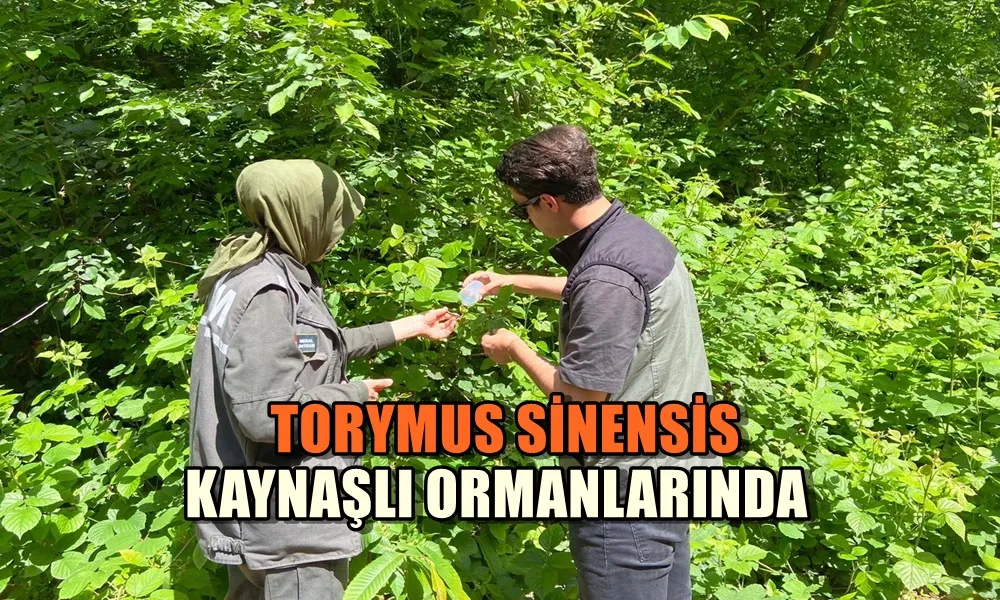 TORYMUS SİNENSİS KAYNAŞLI ORMANLARINDA 