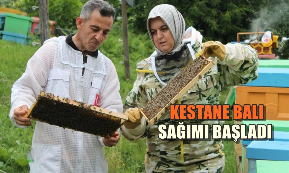 KESTANE BALI SAĞIMI BAŞLADI 