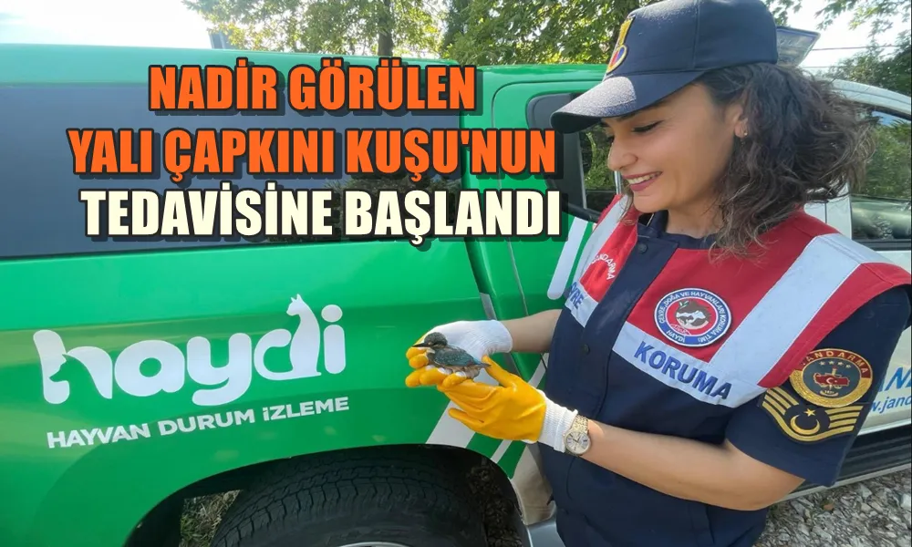 NADİR GÖRÜLEN YALI ÇAPKINI KUŞU