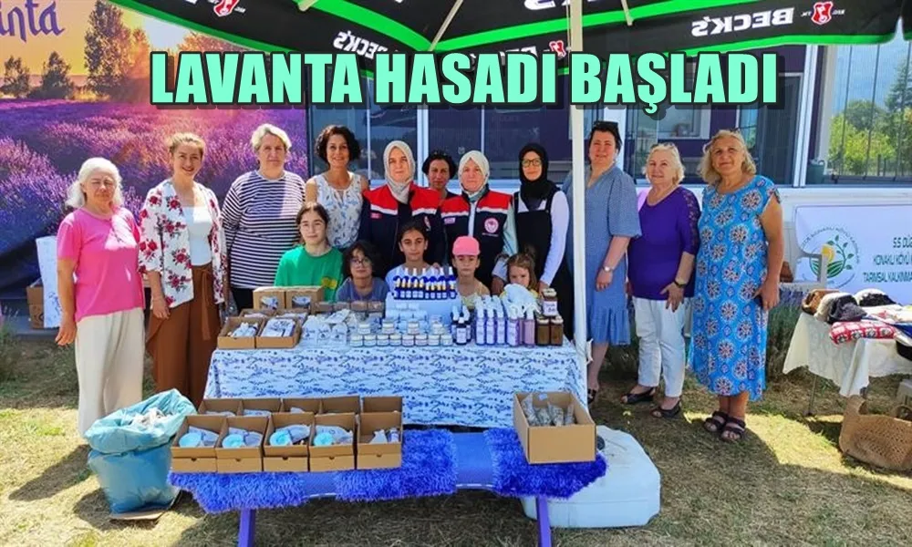 LAVANTA HASADI BAŞLADI 